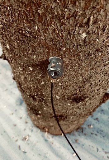 Ein Stück eines befallenen Baumstamms, in dem ein kleines Gerät befestigt ist. Von ihm geht ein Kabel ab.