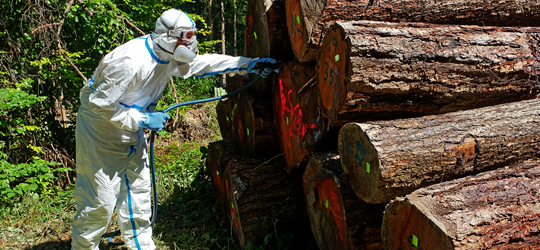 Karate® Forst flüssig bei der Polterbehandlung Pflanzenschutzmittel im Borkenkäfermanagement