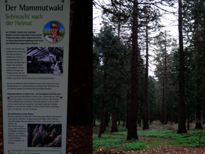 Informationstafel zu Mammutbäumen, Baumriesen mit  kegelförmigen rotbraunen Stämmen und abstehenden Zweigen, Trockenstress im Klimawandel erkennbar