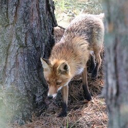 Ein Fuchs schleicht unter Bäumen lang