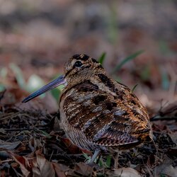 Eine Waldschnepfe steht gut getarnt auf dem Waldboden