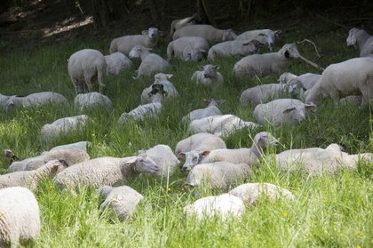 Schafe in Bauchlage im Gras beim Wiederkauen bzw. Ruhen