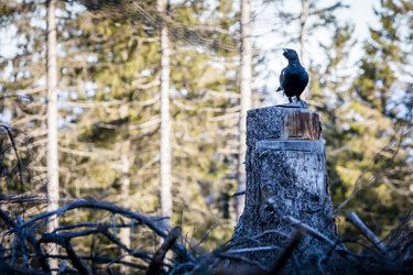 Auerhahn sitzt auf dem Stumpf eines gefällten Baumes