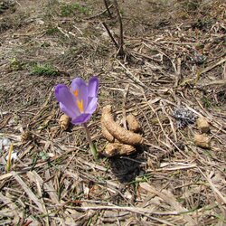 Auerhuhn-Losung neben einem blühenden Krokus