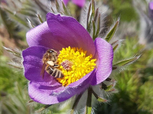 Biene auf violetter Blüte mit pelzigen Blütenblättern und auffällig gelben Staubblättern, umrahmt von kleinen gefiederte Blättern