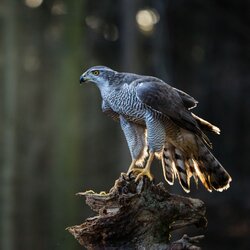 Ein Habicht sitzt auf einem Ast im Wald