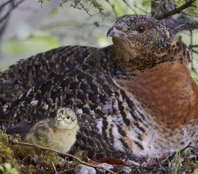 Eine Auerhenne und ein Auerhuhn-Küken 