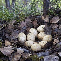 Auerhuhngelege mit neun Eiern im Nest