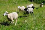 rennende Schafherde auf Wiese