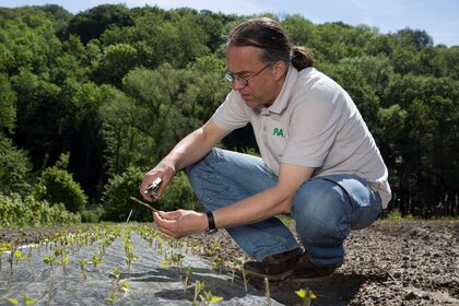Manuel Karopka (FVA) hockt auf einem Versuchsfeld und setzt kleine Pflanzen ein.