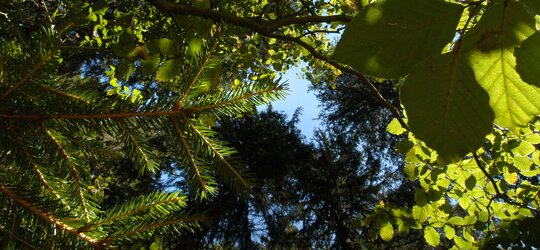 Projekt MigFoRest Wandergeschwindigkeit erhöhen