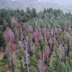 Drohnenbild auf einen Nadelwald im Mittelgebirge mit vielen toten Bäumen