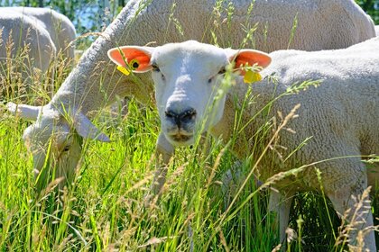 Weißköpfige Schafe mit gelben Ohrmarken im hohen Gras als vierbeinige Landschaftspfleger des FVA-Versuchsgeländes