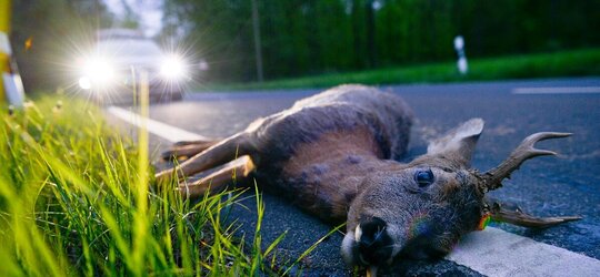 Stop Roadkill SWR-Dokumentation über Wildunfälle