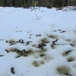 Auerhuhnlosung im Schnee