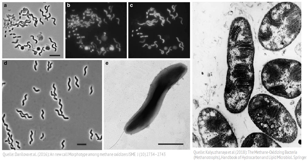 Beispiele für methanotrophe Bakterien. Die mikrobielle Lebensgemeinschaft der zum Methanabbau fähigen Mikroorganismen ist groß und global weit verbreitet.