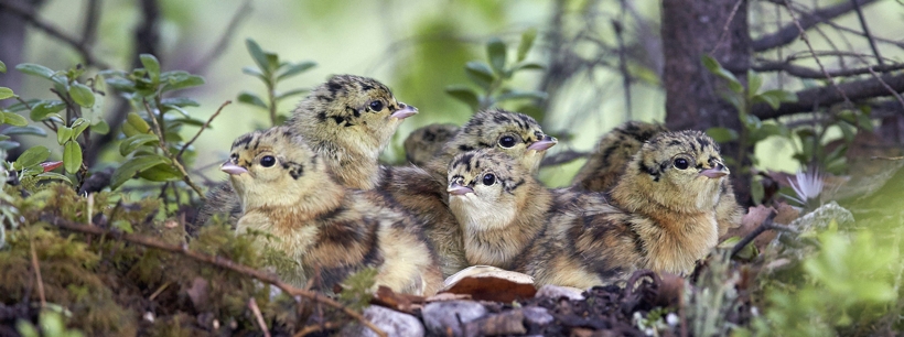 Auerhühnküken in einem Nest